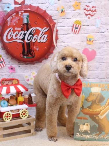 20230919アルトくん